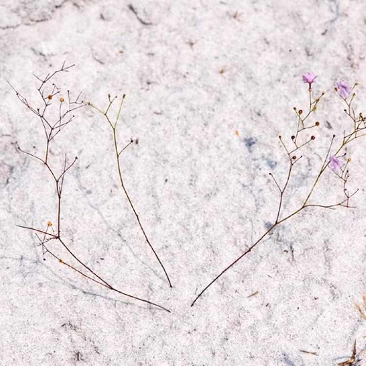 Ky la loai cay duoc menh danh la “sat thu bat dong” duoi cat-Hinh-5