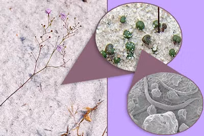 Ky la loai cay duoc menh danh la “sat thu bat dong” duoi cat-Hinh-6