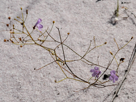 Ky la loai cay duoc menh danh la “sat thu bat dong” duoi cat