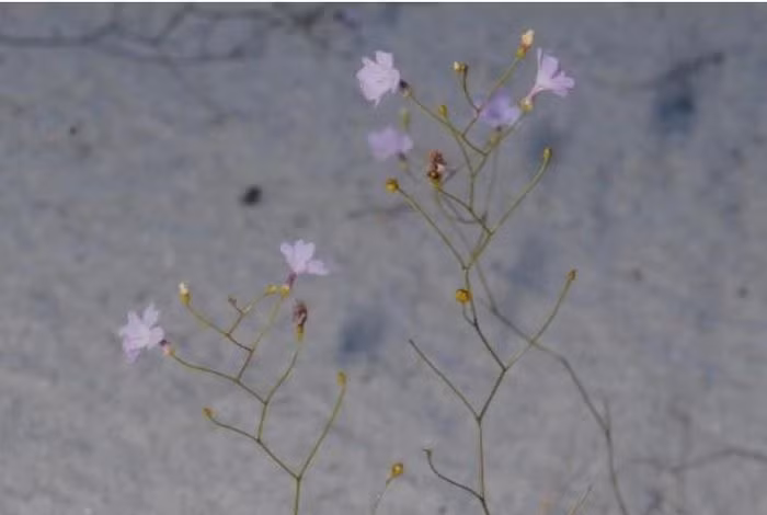 Ky la loai cay duoc menh danh la “sat thu bat dong” duoi cat-Hinh-3