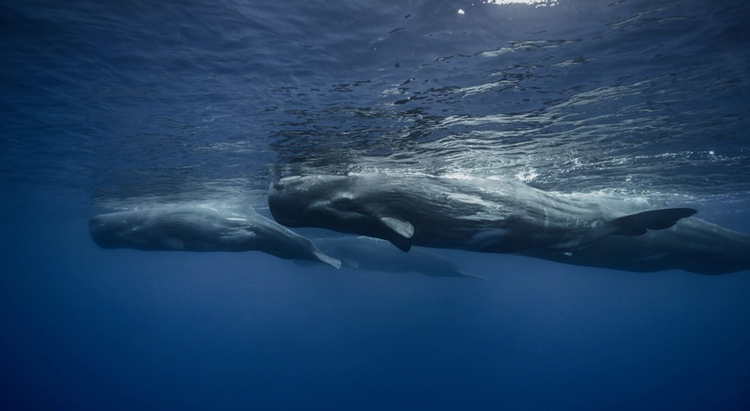 Di dao bo bien, cau be vo tinh nhat duoc “kho bau” tien ty-Hinh-5