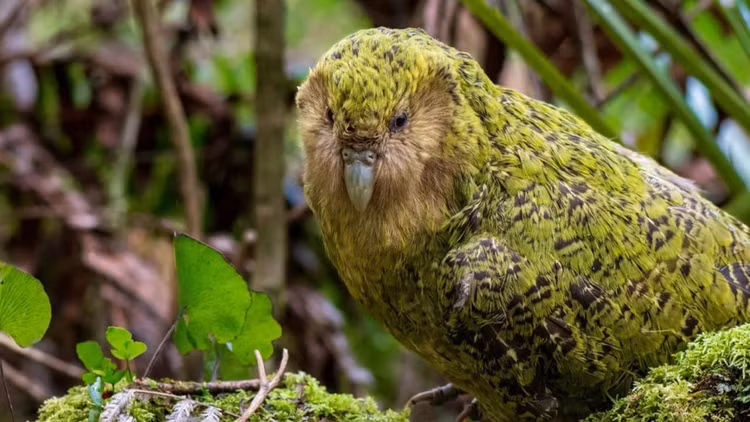 Bat luc voi nhung loai dong vat ngoc nghech nhat hanh tinh-Hinh-6