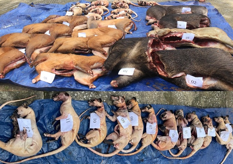 Quảng Nam: Phát hiện vụ vận chuyển động vật rừng trái phép cực lớn Quang Nam: Phat hien vu van chuyen dong vat rung trai phep cuc lon