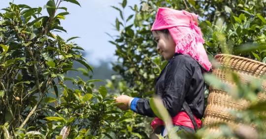 Ngam che Shan tuyet co thu duoc cong nhan Cay di san Viet Nam-Hinh-8