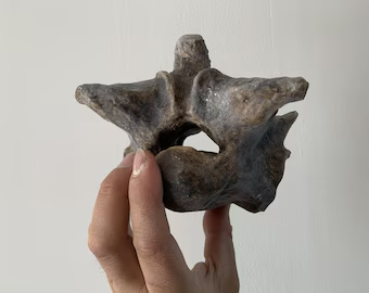 Khám phá Titanoboa bắt đầu vào năm 1994 khi một nhà địa chất học Colombia phát hiện một mẫu vật hóa thạch kỳ lạ. Sau đó, những nỗ lực nghiên cứu kéo dài suốt nhiều năm và bao gồm sự tham gia của nhiều nhà khoa học. (Ảnh: Etsy)