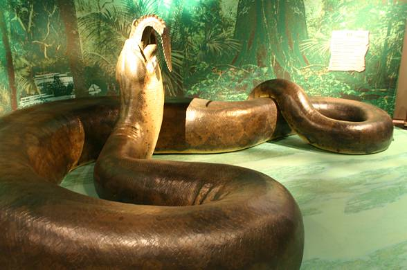 Hóa thạch của Titanoboa được xác định từ các mẫu xương và hộp sọ rắn, đã chứng minh rằng đây là loài rắn lớn nhất từng tồn tại trên Trái Đất.(Ảnh: DinoAnimals)