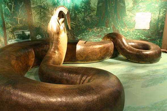 Hóa thạch của Titanoboa được xác định từ các mẫu xương và hộp sọ rắn, đã chứng minh rằng đây là loài rắn lớn nhất từng tồn tại trên Trái Đất.(Ảnh: DinoAnimals)