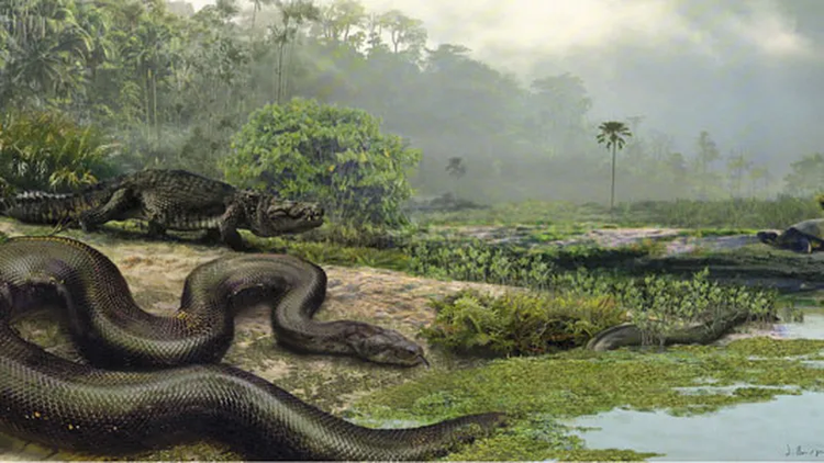 "Quái vật" rắn Titanoboa có chiều dài ấn tượng lên tới 13m và nặng hơn 1,1 tấn, vượt xa kích thước của bất kỳ loài rắn hiện đại nào. Thậm chí, phần dày nhất của cơ thể con rắn có đường kính lên tới 0,9m, khiến nó trở thành một sinh vật khủng khiếp. (Ảnh: Smithsonian Magazine)