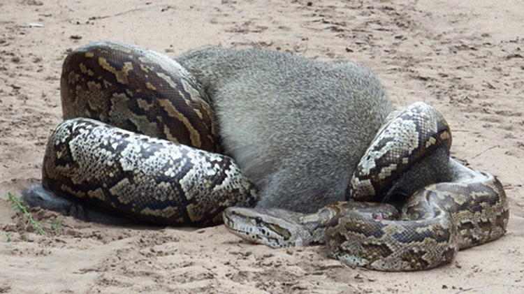 Hot hoang phat hien 'quai thu' long hanh trong vuon nha-Hinh-7