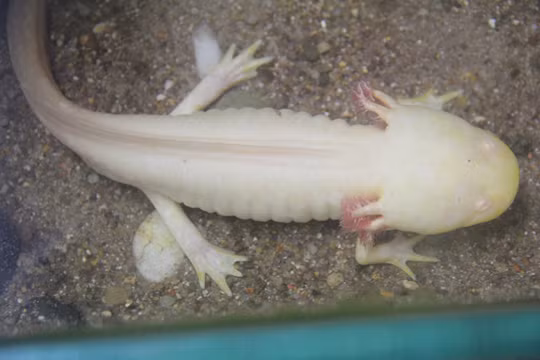 Lo dien 'quai vat' nhieu chan duoi day bien, kha nang phat sang ky la-Hinh-8