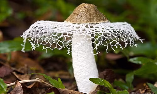 Loai nam quy hiem nhat the gioi, ve ngoai long lay nhu co dau