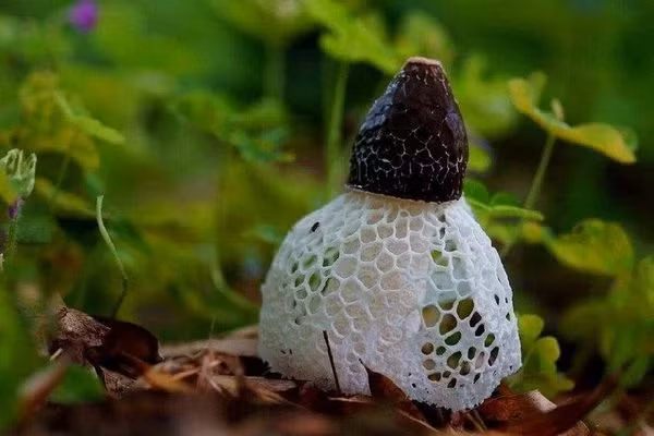 Loai nam quy hiem nhat the gioi, ve ngoai long lay nhu co dau-Hinh-2