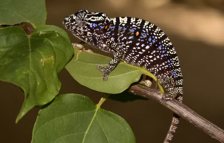 Loai bo sat quy hiem hien hinh sau 1 the ky bat vo am tin-Hinh-6