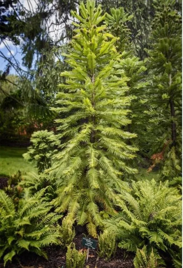 Tai sinh loai cay duoc menh danh 'hoa thach song' tuyet chung 2 trieu nam-Hinh-4