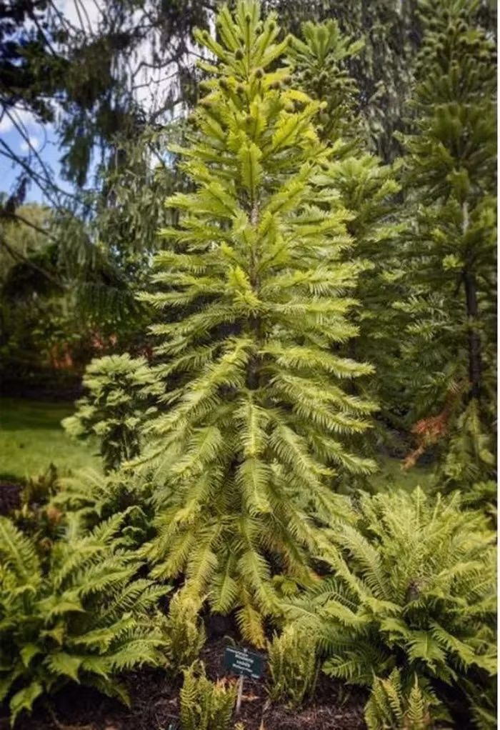 Tai sinh loai cay duoc menh danh 'hoa thach song' tuyet chung 2 trieu nam-Hinh-4