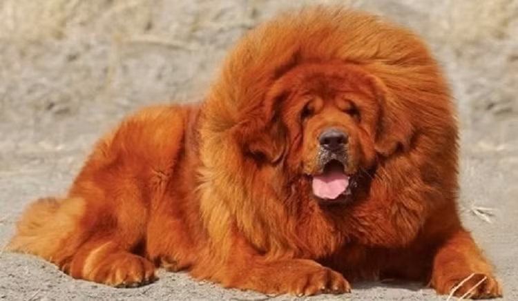 Giong cho quy toc sieu dat do, gioi nha giau lung suc tim mua