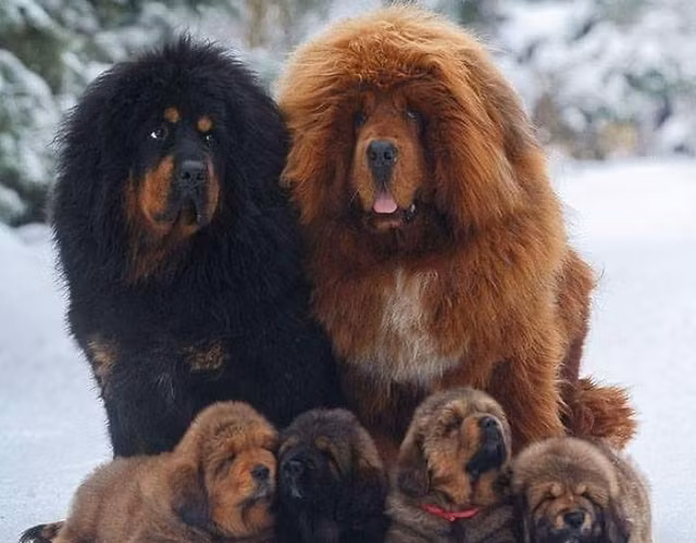 Giong cho quy toc sieu dat do, gioi nha giau lung suc tim mua-Hinh-4