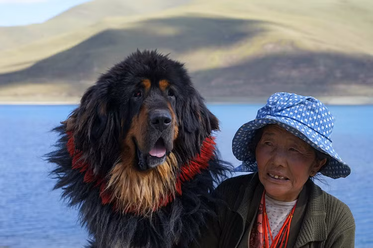 Giong cho quy toc sieu dat do, gioi nha giau lung suc tim mua-Hinh-8