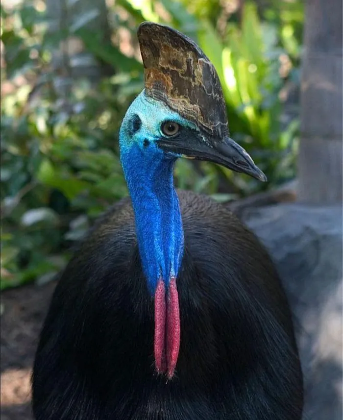 Loai chim hieu chien nhat hanh tinh, cho dai den gan-Hinh-2