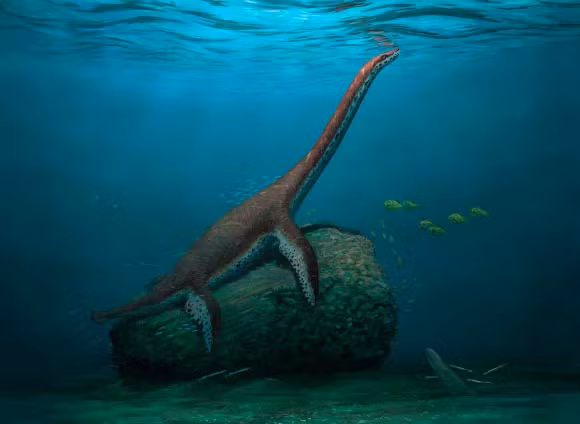 Phat hien 'quai vat bien' hoan toan moi gay boi roi gioi khoa hoc