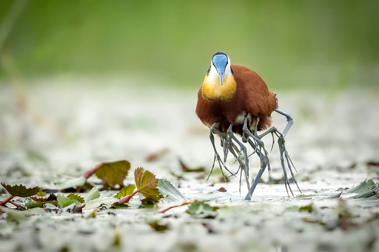 Xuat hien quai thu nhieu chan loi nuoc, gioi khoa hoc hoang mang tot do-Hinh-4