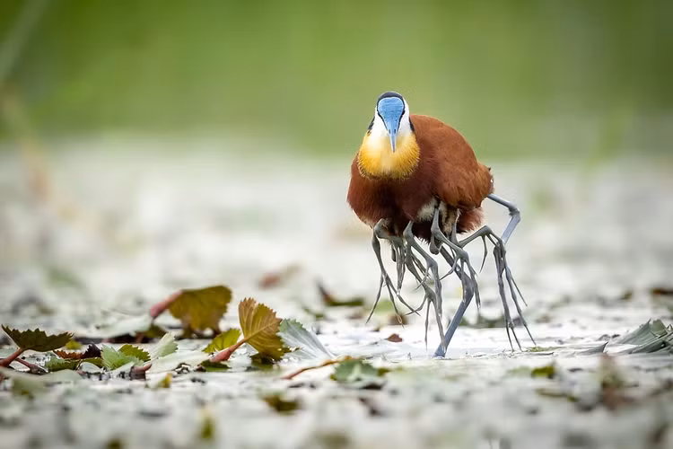 Xuat hien quai thu nhieu chan loi nuoc, gioi khoa hoc hoang mang tot do-Hinh-4