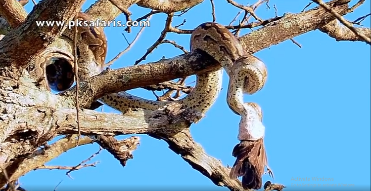 Dao choi trong rung, bat gap 'quai thu' lam chuyen dong troi