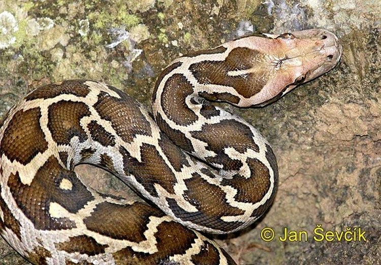 Dao choi trong rung, bat gap 'quai thu' lam chuyen dong troi-Hinh-5