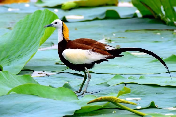 Xuat hien quai thu nhieu chan loi nuoc, gioi khoa hoc hoang mang tot do-Hinh-7