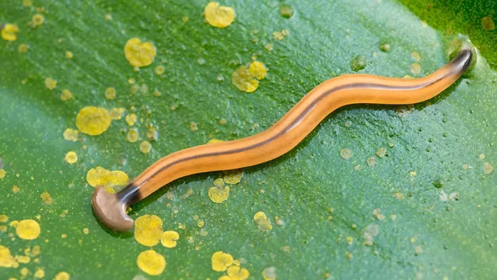 Ke san moi so 1 trong rung, tu cat co the de tai sinh-Hinh-4