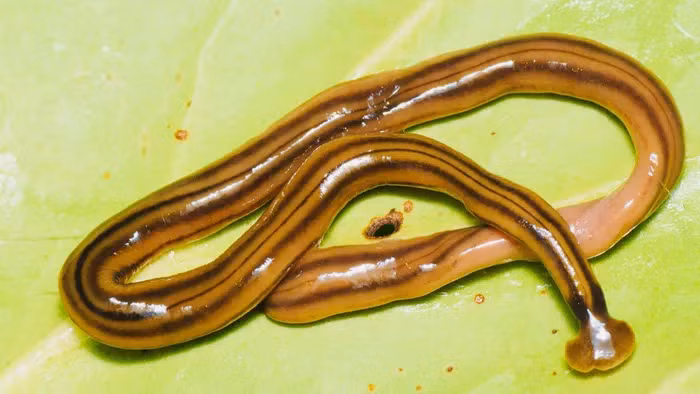 Ke san moi so 1 trong rung, tu cat co the de tai sinh-Hinh-3