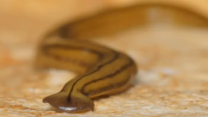 Ke san moi so 1 trong rung, tu cat co the de tai sinh-Hinh-2