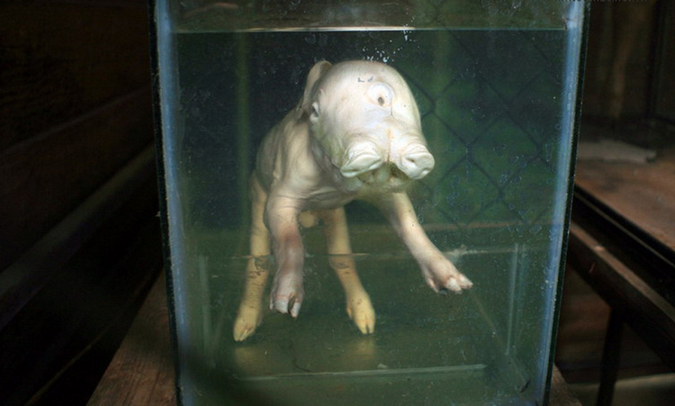 Huou sao di bang 2 chan va loat dong vat ky di o Viet Nam-Hinh-8