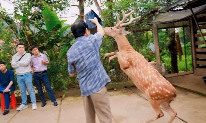 Huou sao di bang 2 chan va loat dong vat ky di o Viet Nam