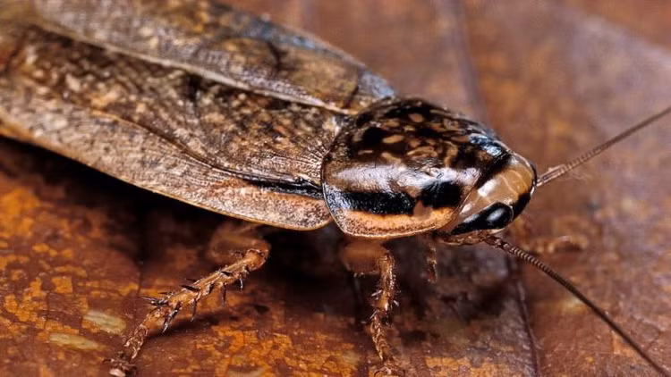 Top dong vat co trai tim ky di nhat hanh tinh, bat ngo so 5-Hinh-4