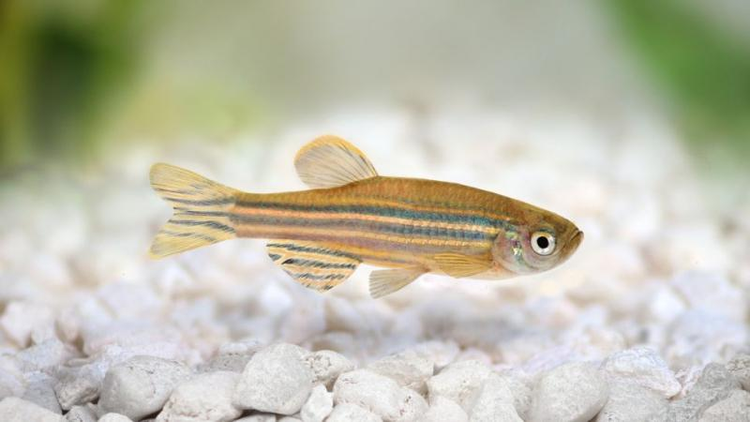 Top dong vat co trai tim ky di nhat hanh tinh, bat ngo so 5-Hinh-6