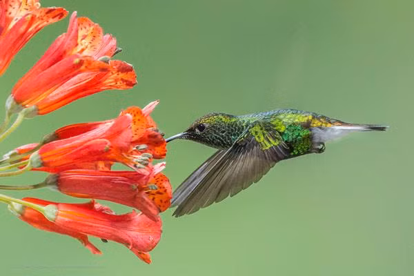 Top dong vat co trai tim ky di nhat hanh tinh, bat ngo so 5-Hinh-8