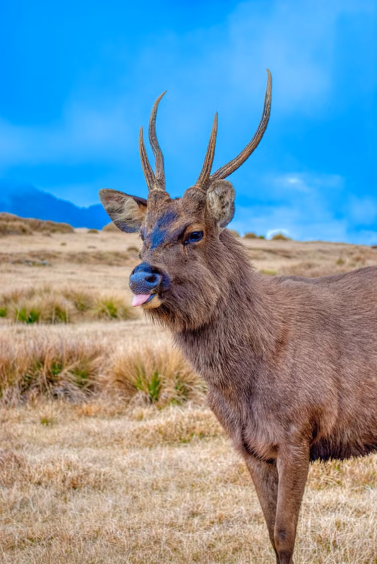 Nai la xuat hien o Can Gio dem trang sang... nhu 