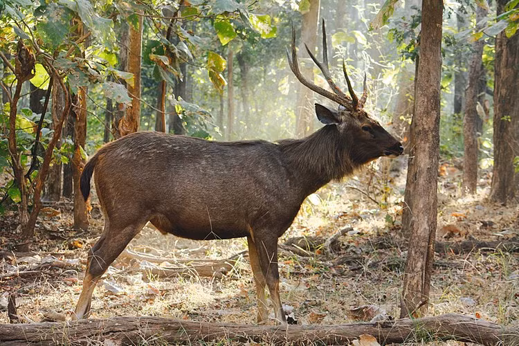 Nai la xuat hien o Can Gio dem trang sang... nhu 