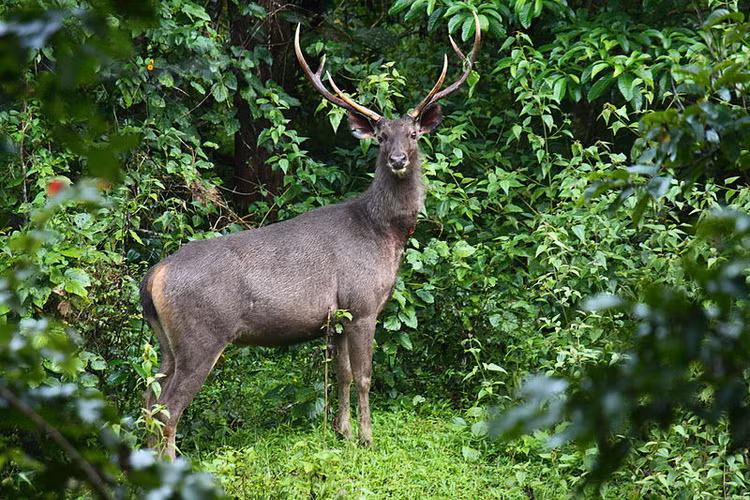 Nai la xuat hien o Can Gio dem trang sang... nhu 