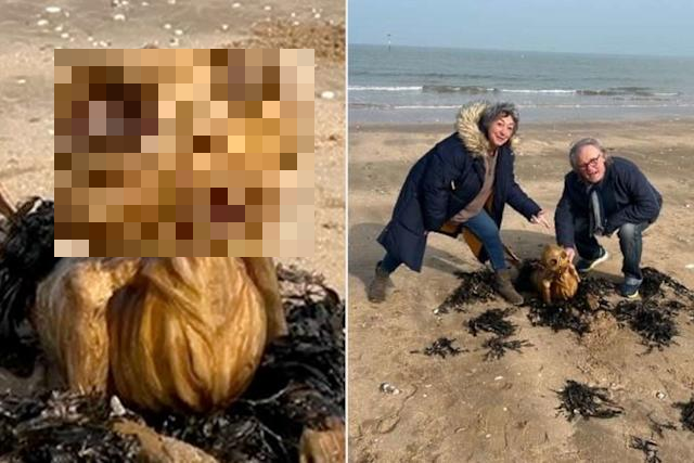 Cho đến nay, "bộ xương" ở Margate vẫn chưa được xác minh, tiếp tục làm dấy lên tò mò về những bí ẩn chưa được khám phá của đại dương. (Ảnh: Yahoo News Canada)