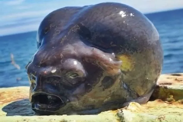 Tương tự, trước đó tại vùng biển Bắc Thái Bình Dương, một ngư dân phát hiện sinh vật với vẻ ngoài "người ngoài hành tinh", sau đó xác định là loài cá nhám trơn (Aptocyclus ventricosus). (Ảnh: Daily Record)