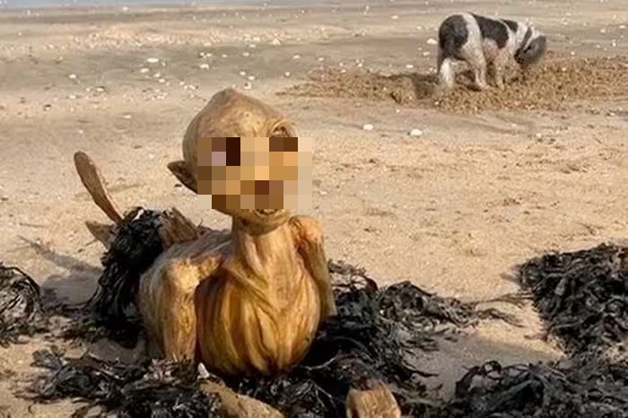 Một sinh vật mang dáng vẻ "giống bộ xương" đã dạt vào bờ biển Margate, Kent (Vương quốc Anh), thu hút sự chú ý từ người dân và du khách. (Ảnh: kentonline)