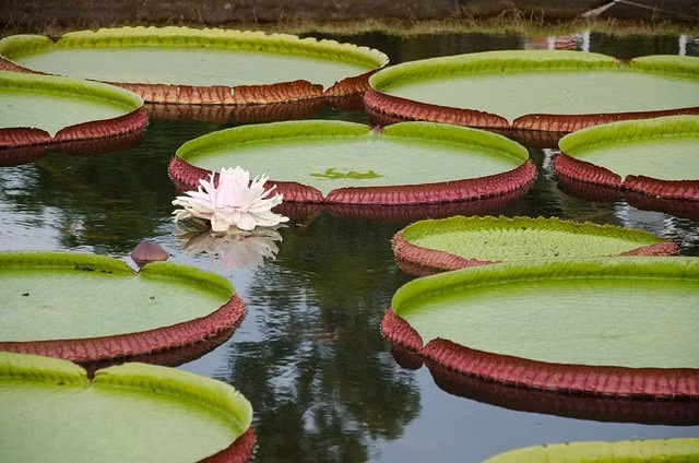 Su that chan dong ve thuy quai khong lo an minh duoi song Amazon-Hinh-5