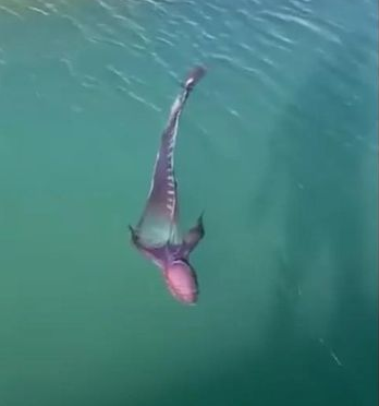 Thuy quai ky di nhat hanh tinh bat ngo luon lo tren mat bien