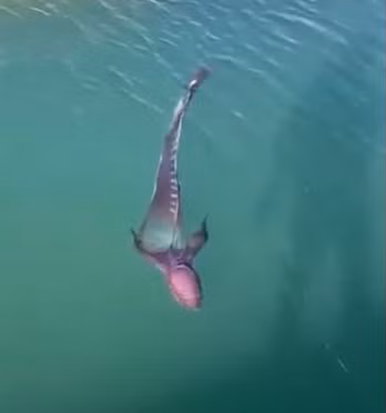 Thuy quai ky di nhat hanh tinh bat ngo luon lo tren mat bien