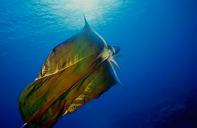 Thuy quai ky di nhat hanh tinh bat ngo luon lo tren mat bien-Hinh-6