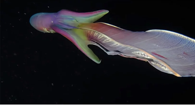 Thuy quai ky di nhat hanh tinh bat ngo luon lo tren mat bien-Hinh-3