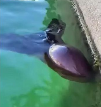 Thuy quai ky di nhat hanh tinh bat ngo luon lo tren mat bien-Hinh-2