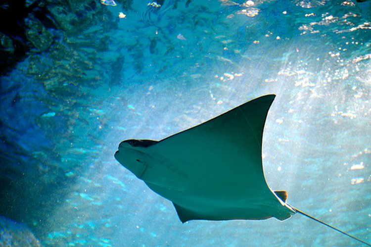 Gap sinh vat bien khong lo, be trai co hanh dong khong ngo-Hinh-8